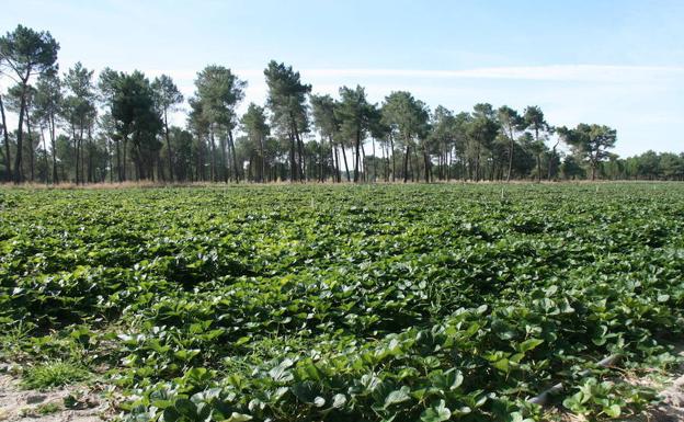 Tierra plantada y preparada para la recolección de la fresa en la comarca segoviana del Carracillo.