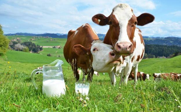 Vacas en el campo.