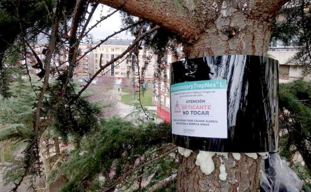 El Colegio de Veterinarios de León advierte de los riesgos de la presencia de 'procesionaria' en los pinares de la provincia