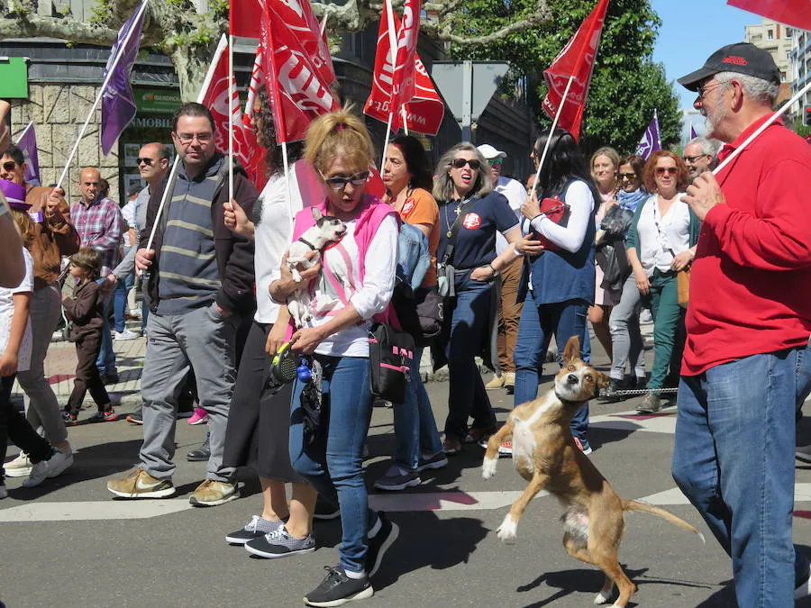 Sindicatos, partidos políticos y colectivos salen a la calle en León capital este 1 de Mayo para celebrar y reivindicar en el Día del Trabajador, con esperanza en la victoria socialista pero con recelos sobre posibles pactos con el liberalismo