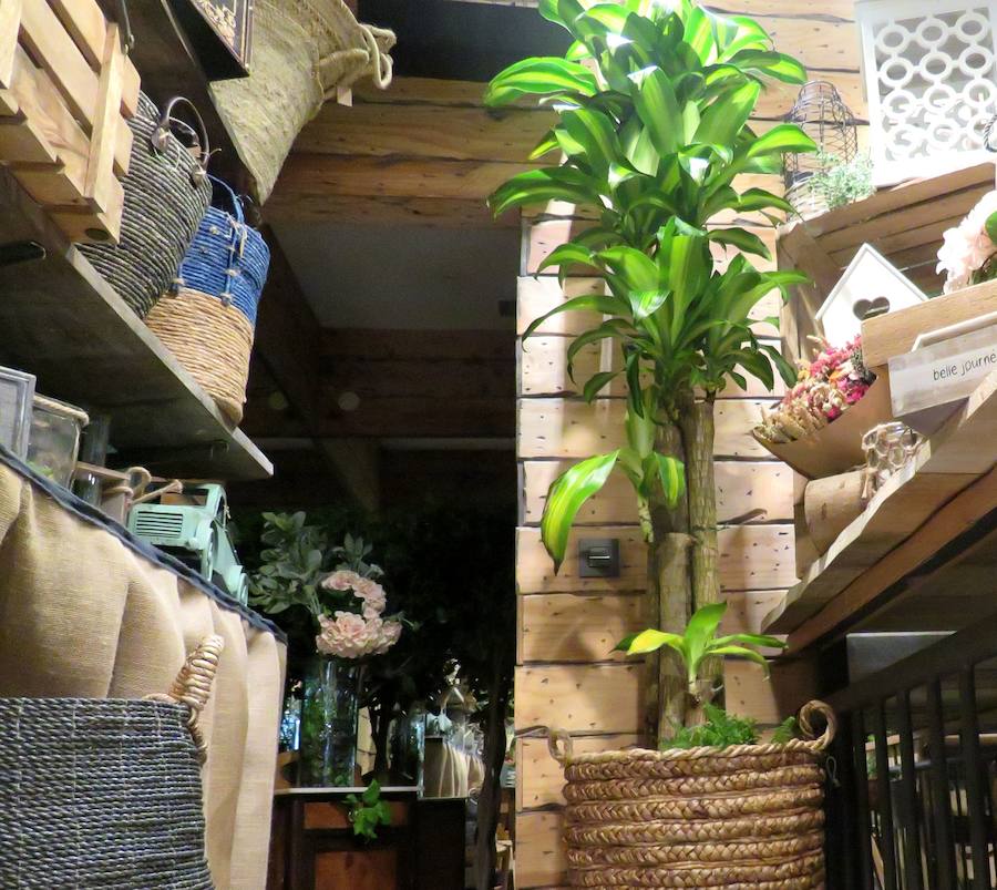 Flores, plantas y regalos a precios inigualables con los que sorprender con un regalo sorprendente y original en este Día de la madre. Cualquier regalo para decoración del hogar está disponible en 'El Capricho'. 