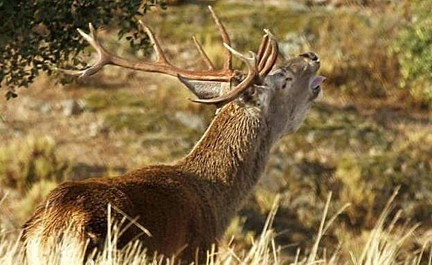 Candín acoge este sábado la subasta anual de los permisos de caza de la Reserva Regional de los Ancares Leoneses
