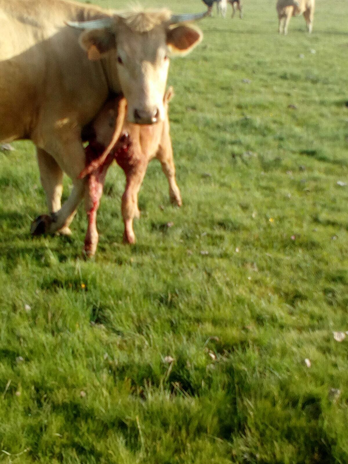 Fotos: Aumentan los ataques de lobo en León