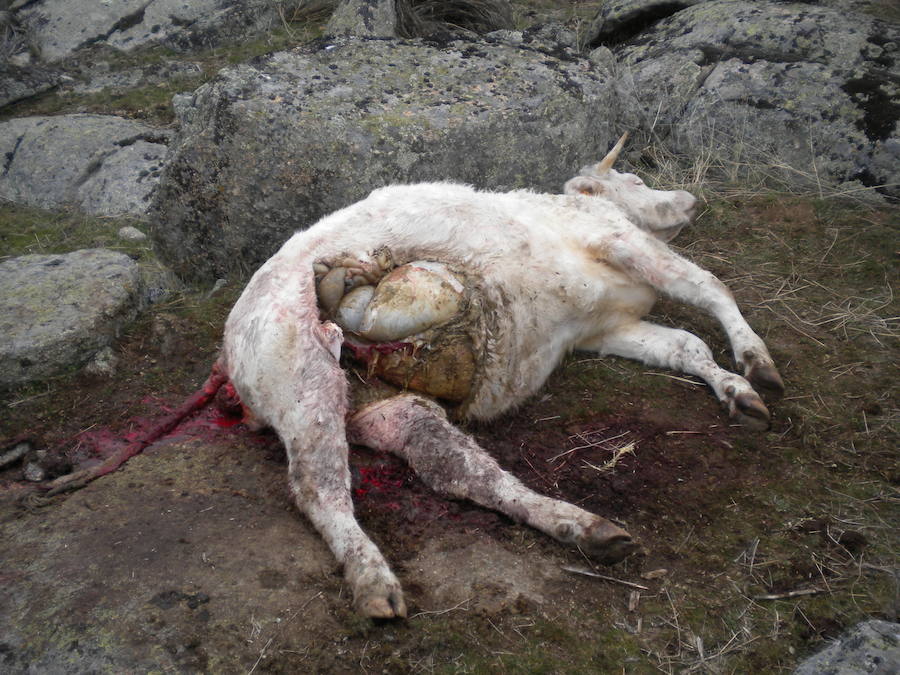 Fotos: Aumentan los ataques de lobo en León