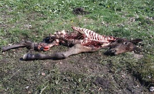Imagen de una de las últimas víctimas del lobo en Babia. 