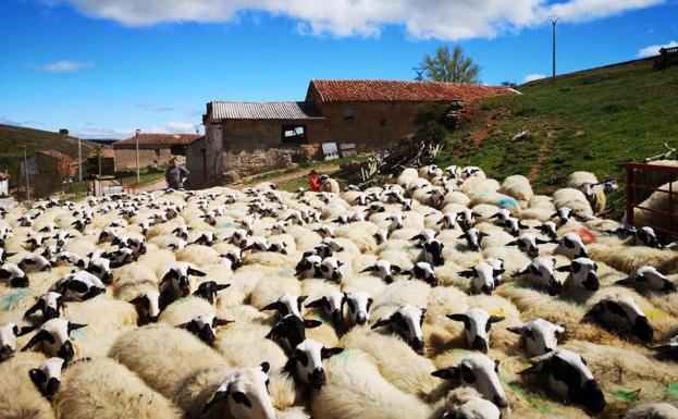 Las ovejas del presidente de la IGP, José Luis Fraile, durante una jornada de pastoreo en Cubillo de Ojeda, pedanía de Cervera 