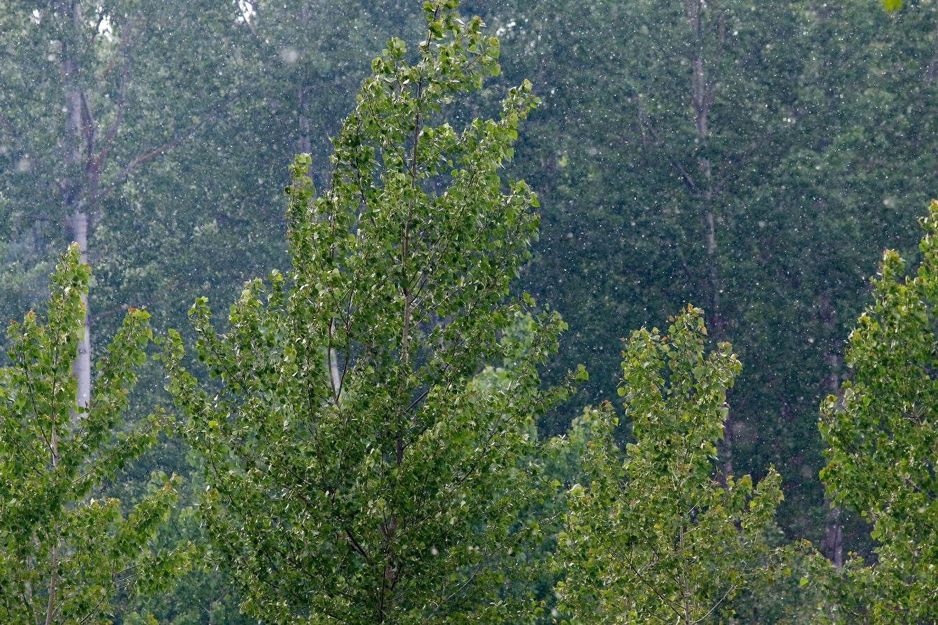 Las 'pelusas algodonosas' llenan el aire a lo largo de los últimos días y el fenómeno se extenderá | Se trata de un fenómeno típico entre mayo y junio y estas pelusas blancas que parecen algodón, que muchos confunden con polen, no provocan alergia y son semillas