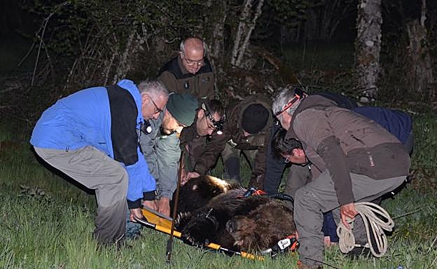 Momento de la recogida y traslado del oso. 