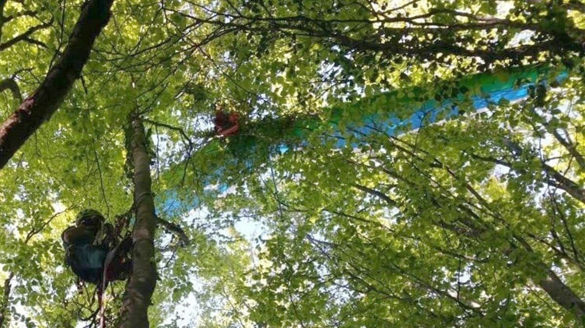 Imagen de la mujer atrapada en el árbol.