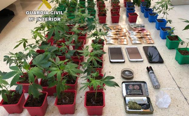 Plantas incautadas en Santa María del Páramo.