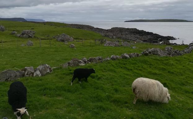 Animales en la costa faronse