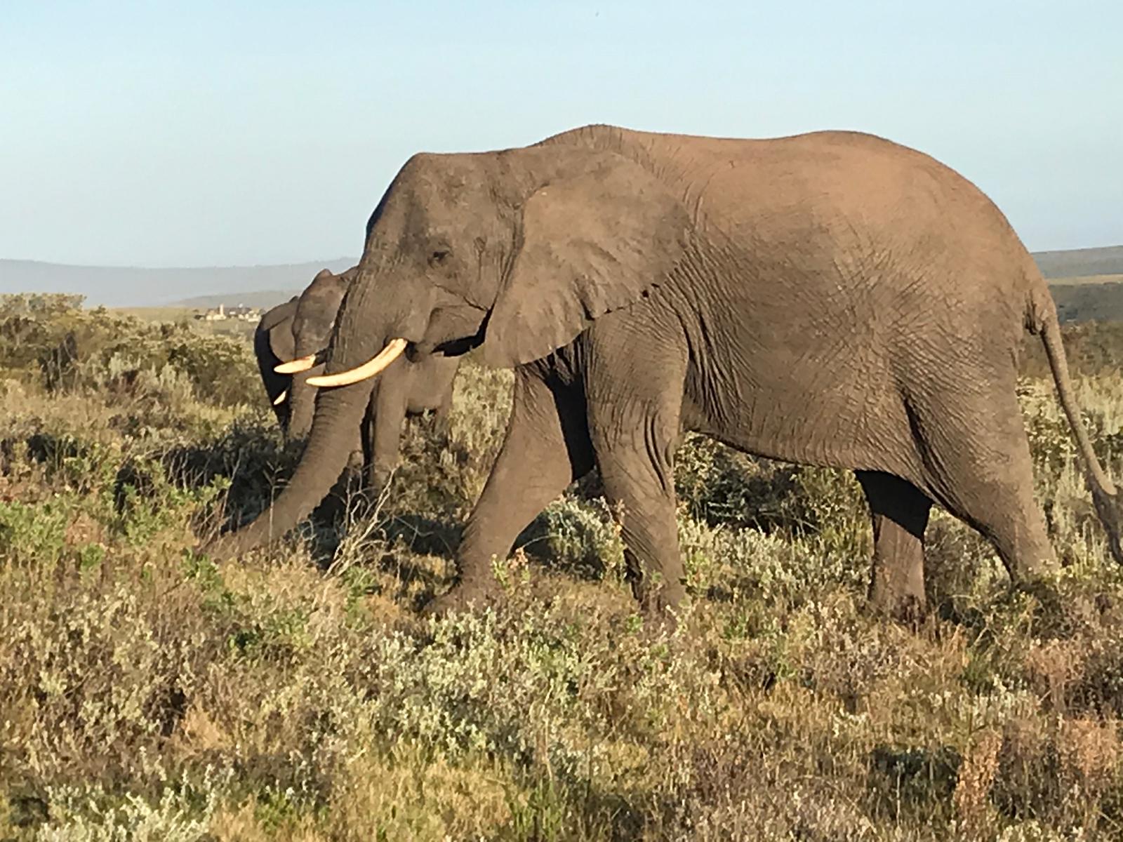 La firma leonesa 'Surma Expediciones' y 'Olas y Nieve' impulsa un gran viaje a Sudáfrica desde León con la compañia de Kike Calleja | Once días recorriendo Sudáfrica, con salida el 4 de octubre, y con un programa que incluye un especial 'ruta Gondwana' por esta reserva privada o buceo con el tiburón blanco