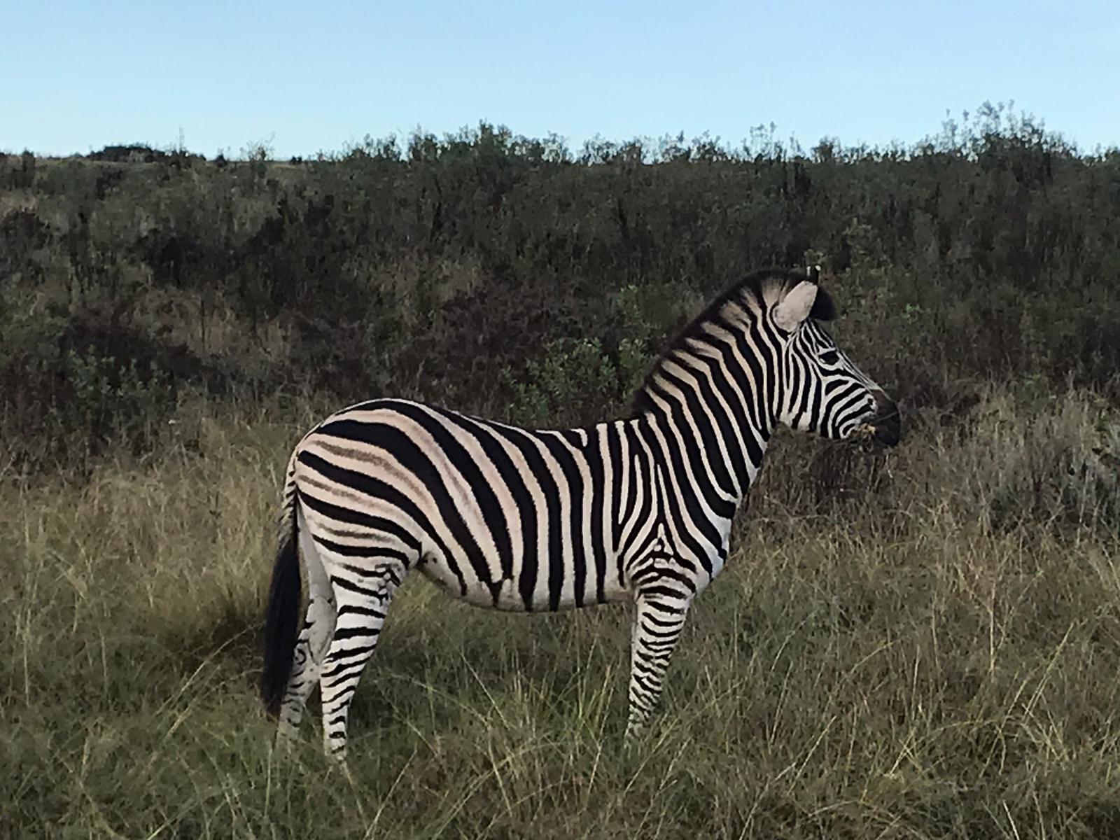 La firma leonesa 'Surma Expediciones' y 'Olas y Nieve' impulsa un gran viaje a Sudáfrica desde León con la compañia de Kike Calleja | Once días recorriendo Sudáfrica, con salida el 4 de octubre, y con un programa que incluye un especial 'ruta Gondwana' por esta reserva privada o buceo con el tiburón blanco