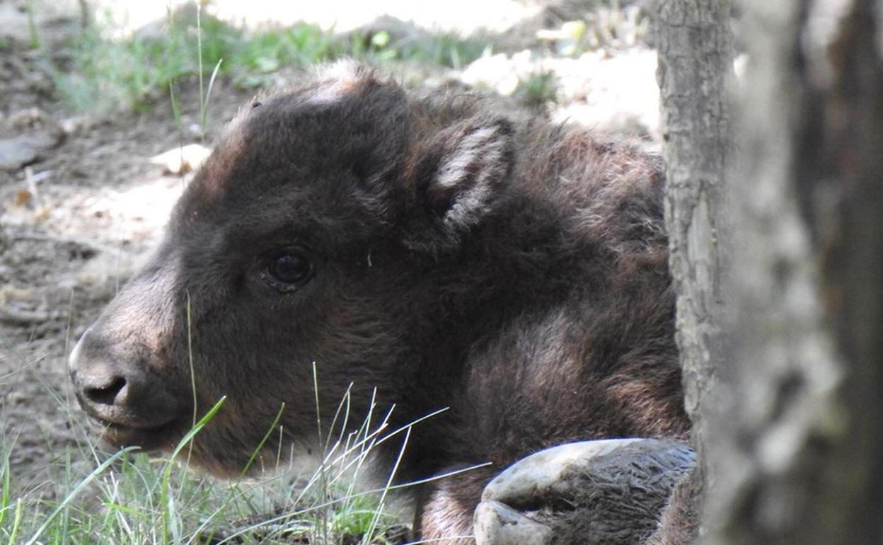 Bisonte recién nacido en el Museo de la Fauna Salvaje.