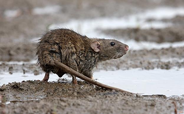 Ejemplar de rata, en una imagen de archivo. 