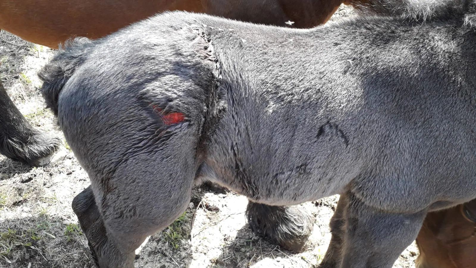 Fotos: Ataque voraz del lobo en Picos de Europa