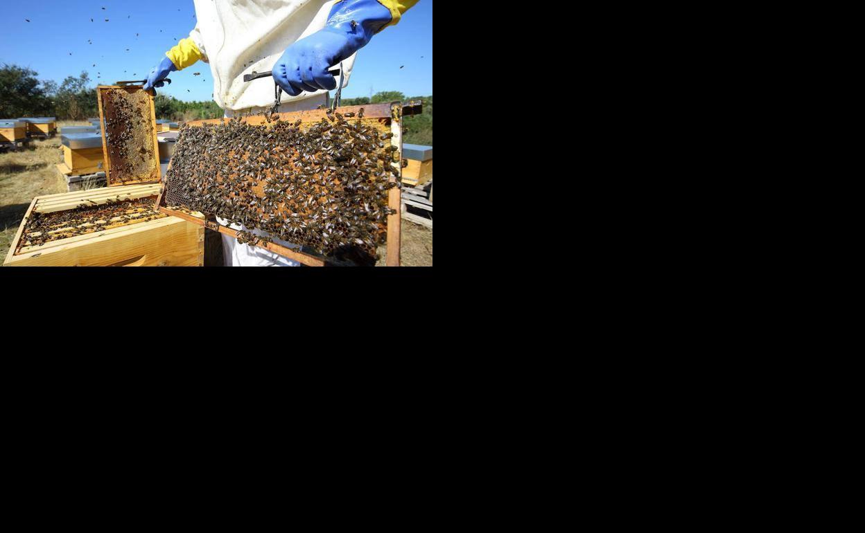 Un apicultor, junto a un panal de miel.
