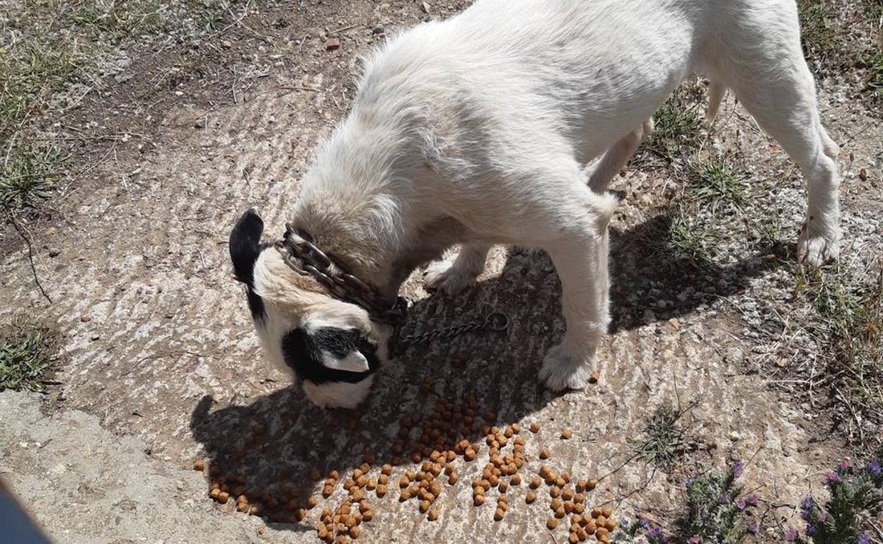 Uno de los perros ha conseguido escapar y es alimentado por los vecinos.