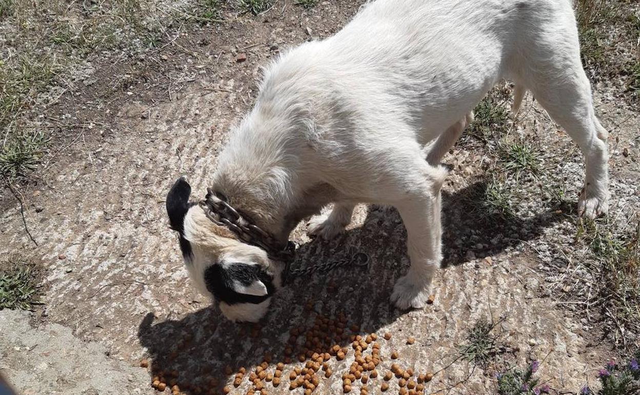 Uno de los perros que se encontraba encadenado.