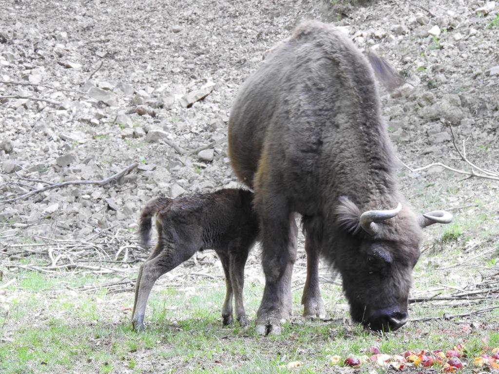 Fotos: Y finalmente triunfó Sancha, el nuevo bisonte leonés