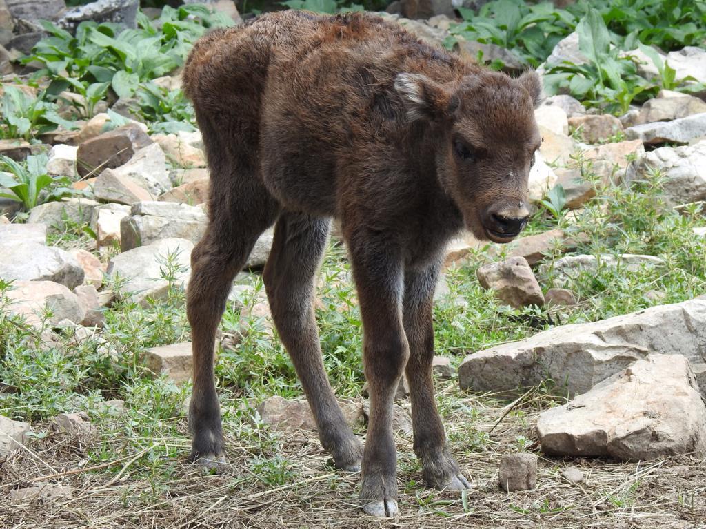 Fotos: Y finalmente triunfó Sancha, el nuevo bisonte leonés