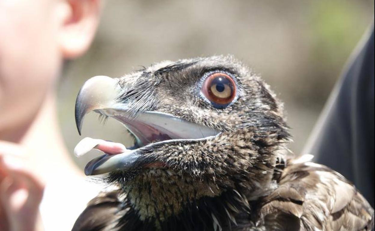 'Hugo', nuevo ejemplar de quebrantahuesos.