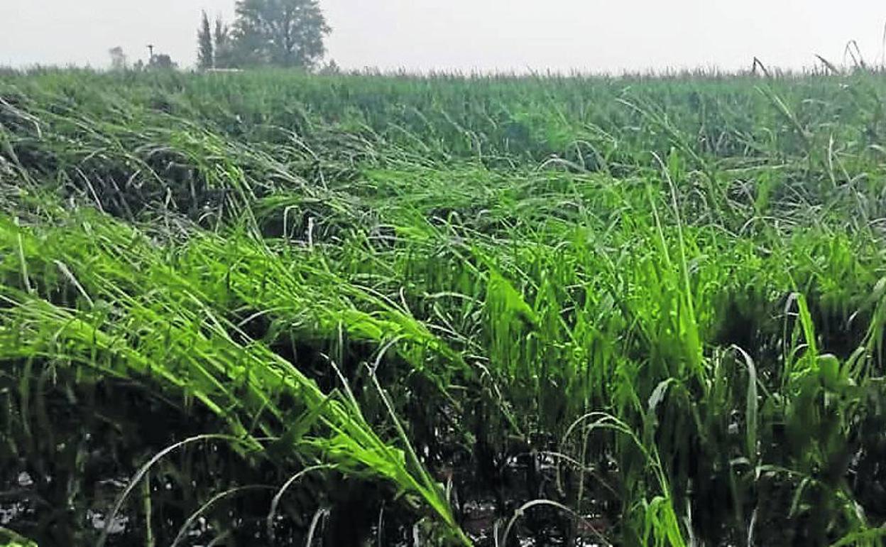 Un campo afectado por el pedrisco en Valderas.