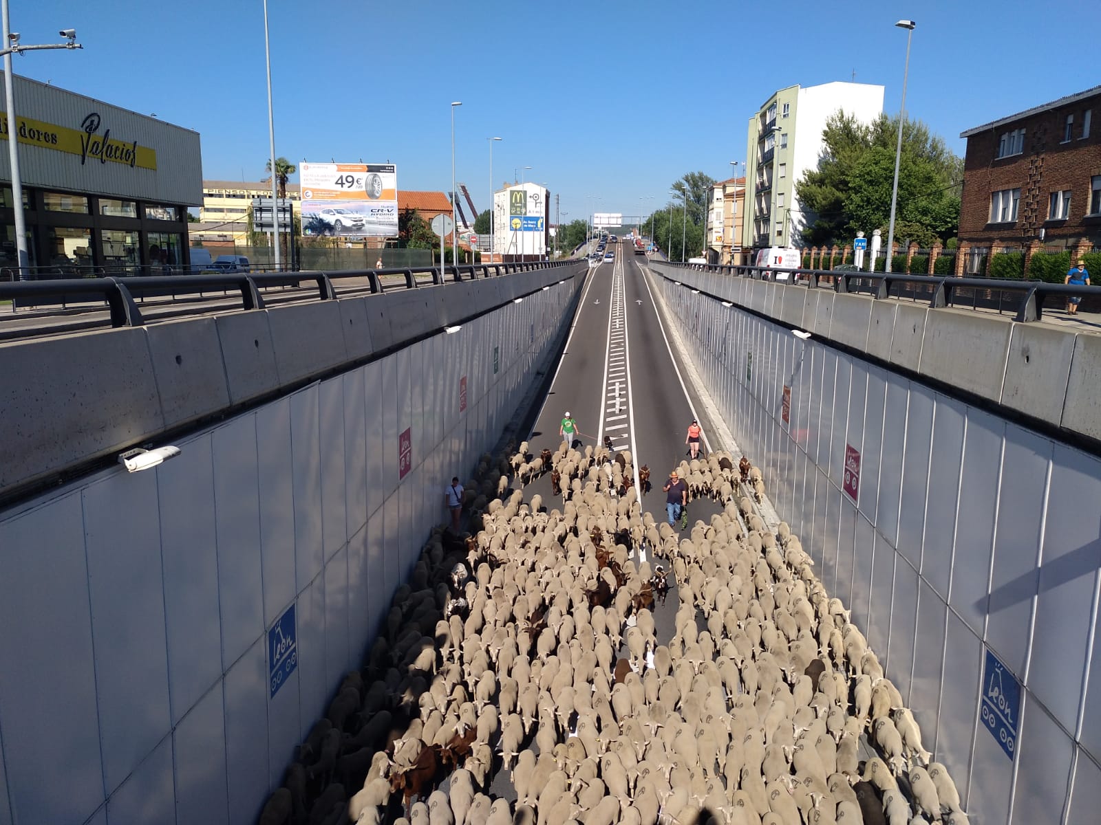 Fotos: Paso de 1.500 ovejas por León capital