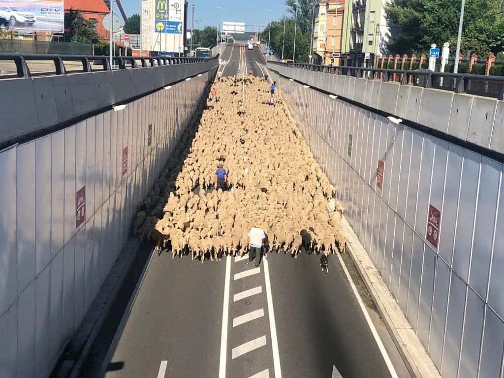 Fotos: Paso de 1.500 ovejas por León capital