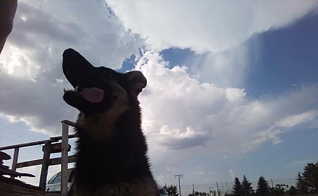 Imagen principal - Imágenes de los perros