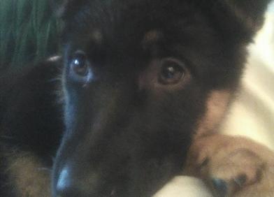 Imagen secundaria 1 - Imágenes de los perros