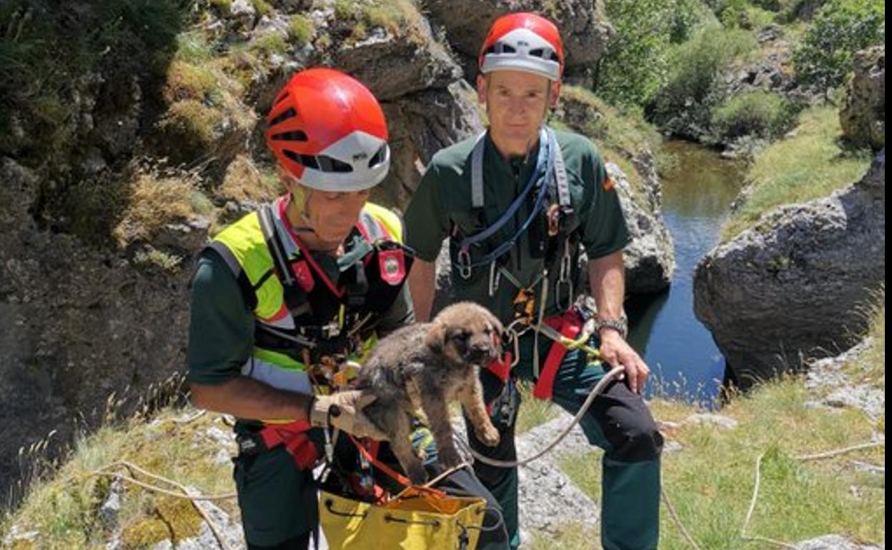 Dos agentes del Greim, con uno de los cachorros salvados. 