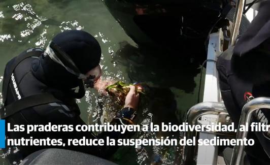 El milagroso bosque submarino de la posidonia