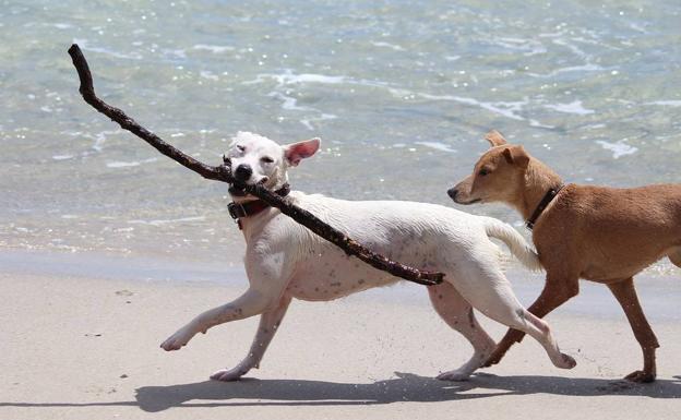 Dos perros disfrutando de una de las playas a las que tienen acceso.