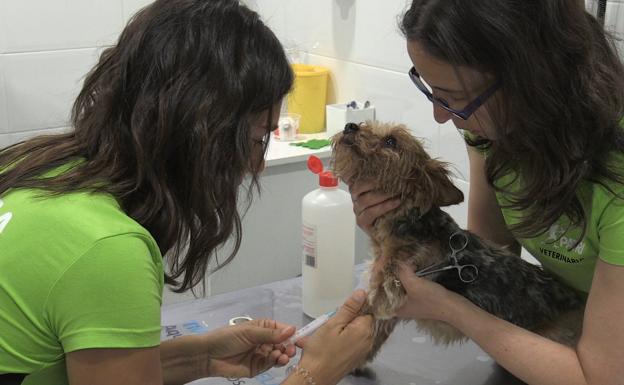 Dos veterinarias de la Clínica Veterinaria de La Bañeza atendiendo a un perro.