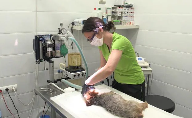 Una veterinaria de la Clínica Veterinaria de La Bañeza atendiendo a un perro.
