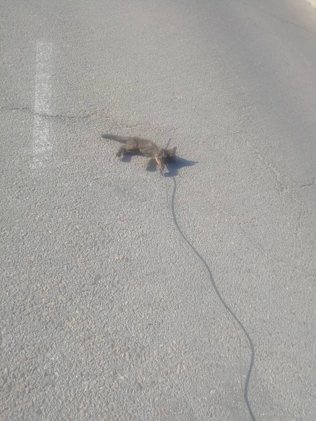 Fotos: Arrastran a un gato hasta la muerte en la zona del Hispánico