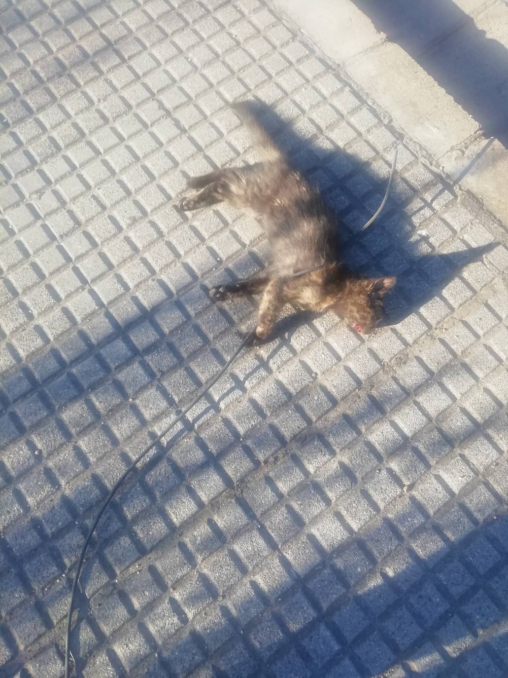 Fotos: Arrastran a un gato hasta la muerte en la zona del Hispánico