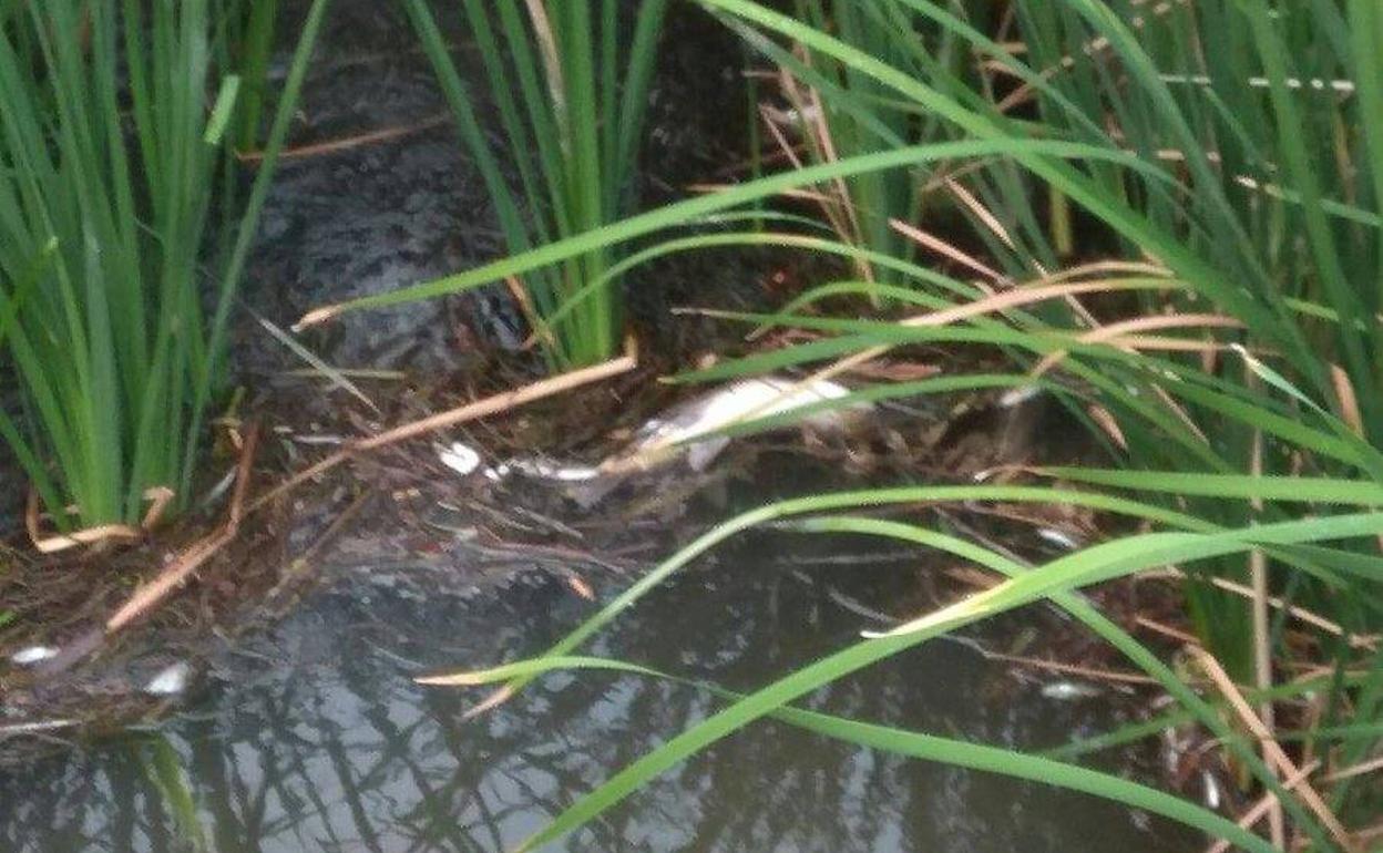 Peces muertos entre los ramajes.