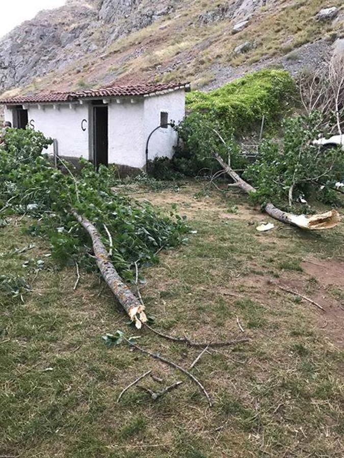 Fotos: Un fuerte vendaval provoca la caída de numerosas ramas en Montuerto