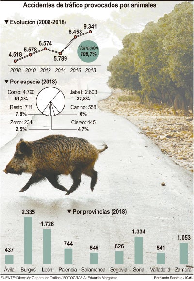 Accidentes de tráfico provocados por animales.