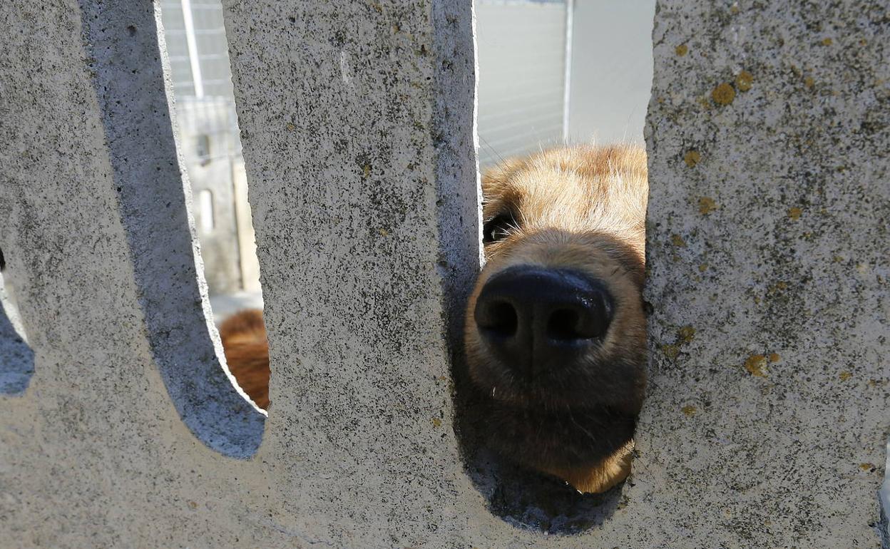 Un perro en las instalaciones municipales. 
