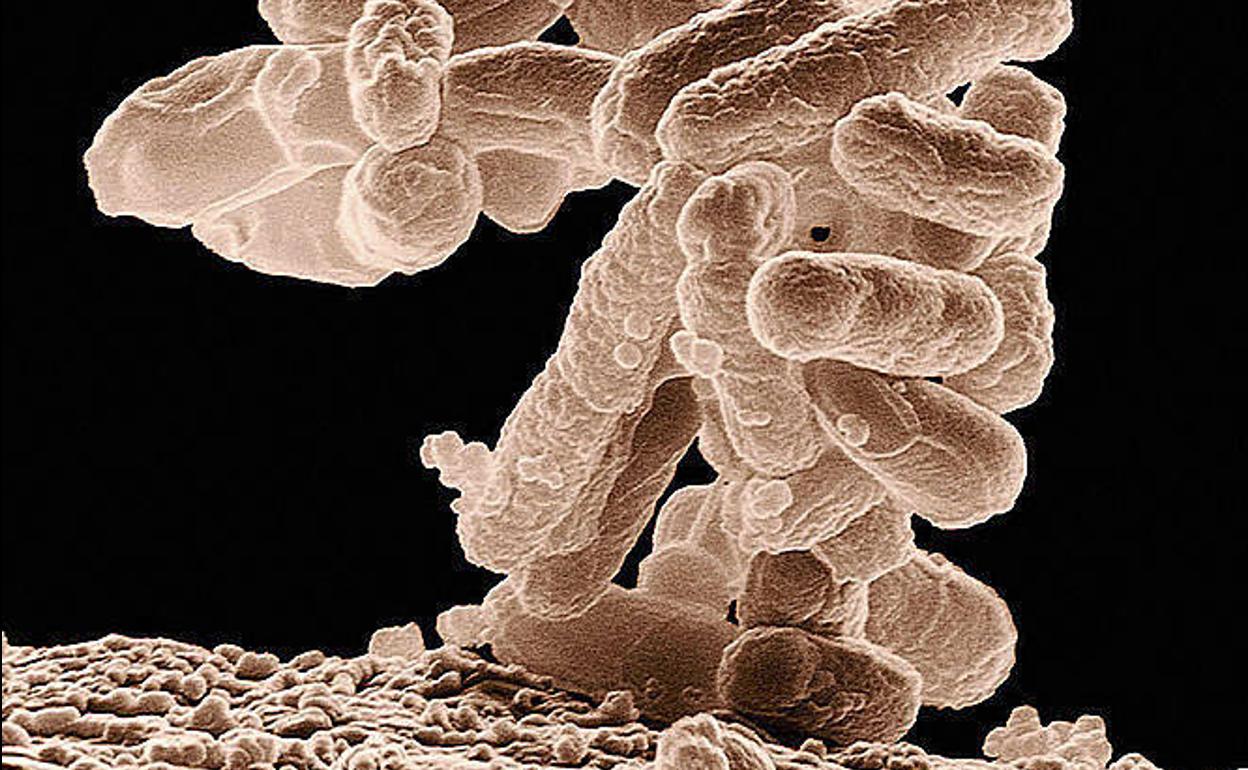 Bacteria Escherichia coli. 