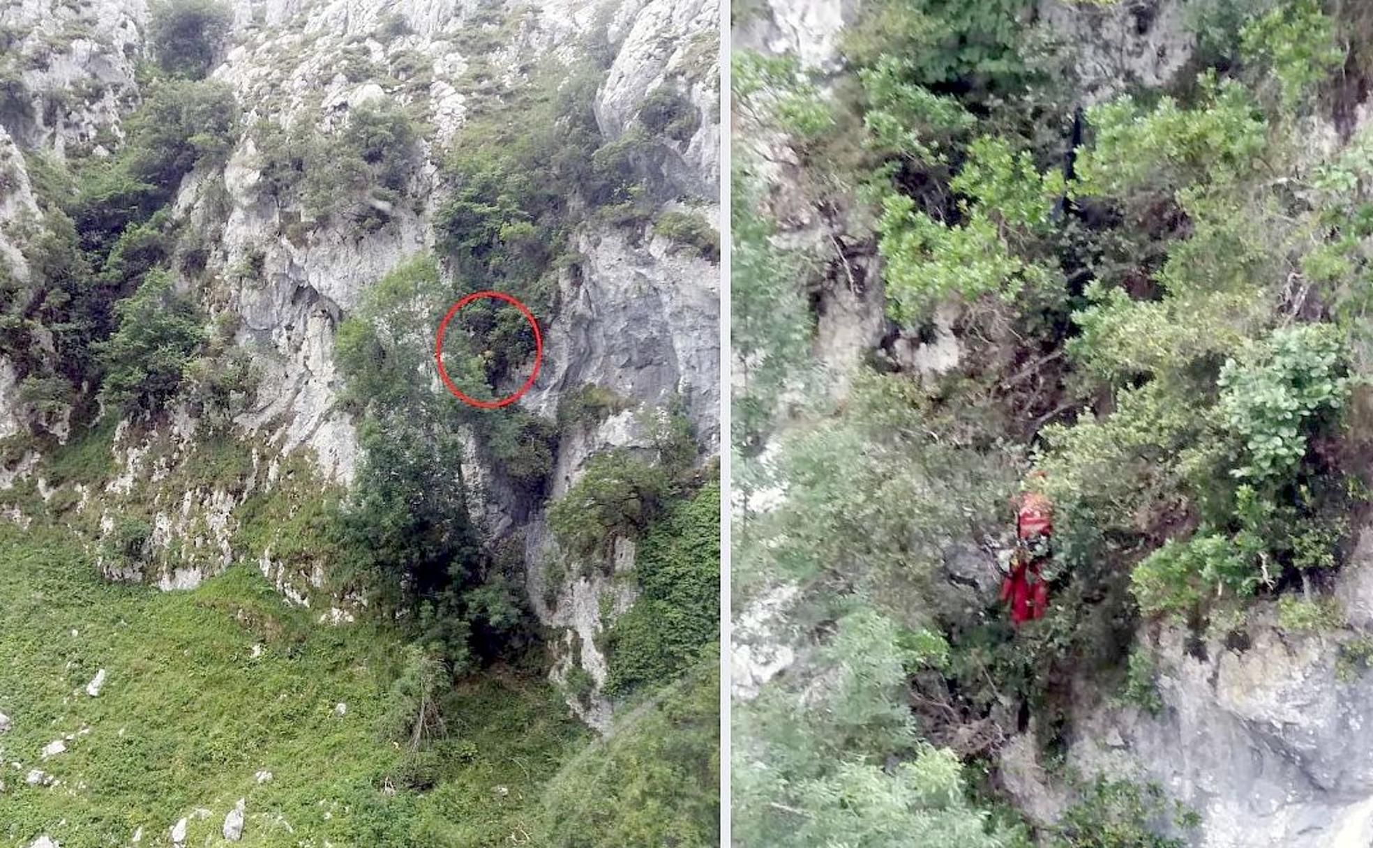 Imagen del joven atrapado entre los árboles tras precipitarse 30 metros por un desfiladero en la Ruta del Cares.