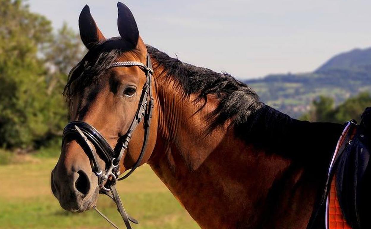 Imagen de un caballo.