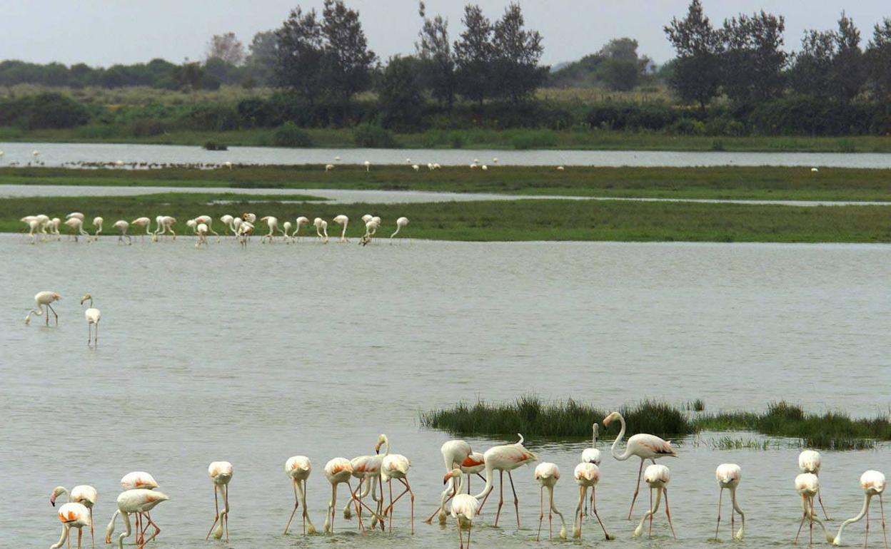 Flamencos en el Parque Nacional de Doñana.