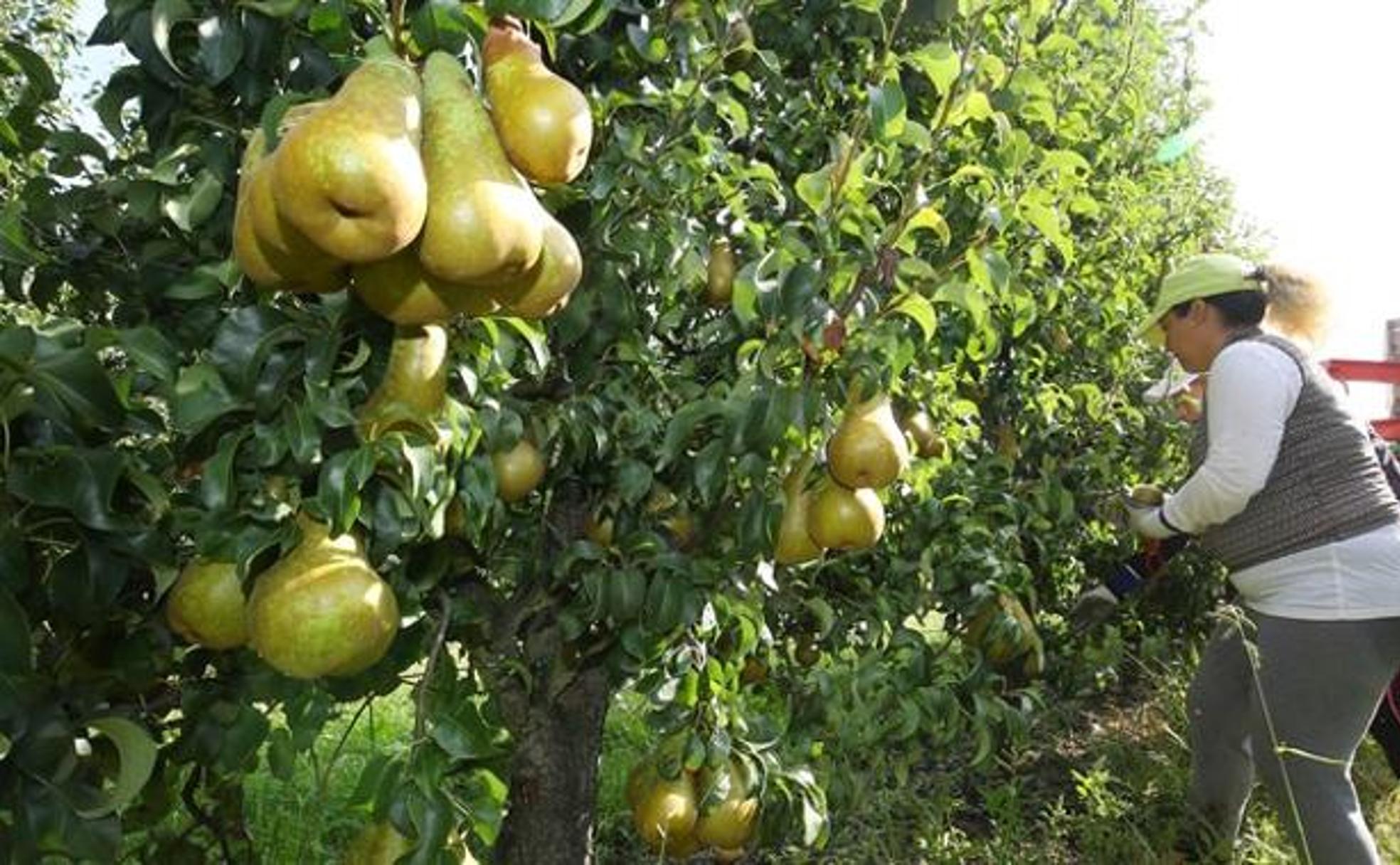 Recolección de pera conferencia.