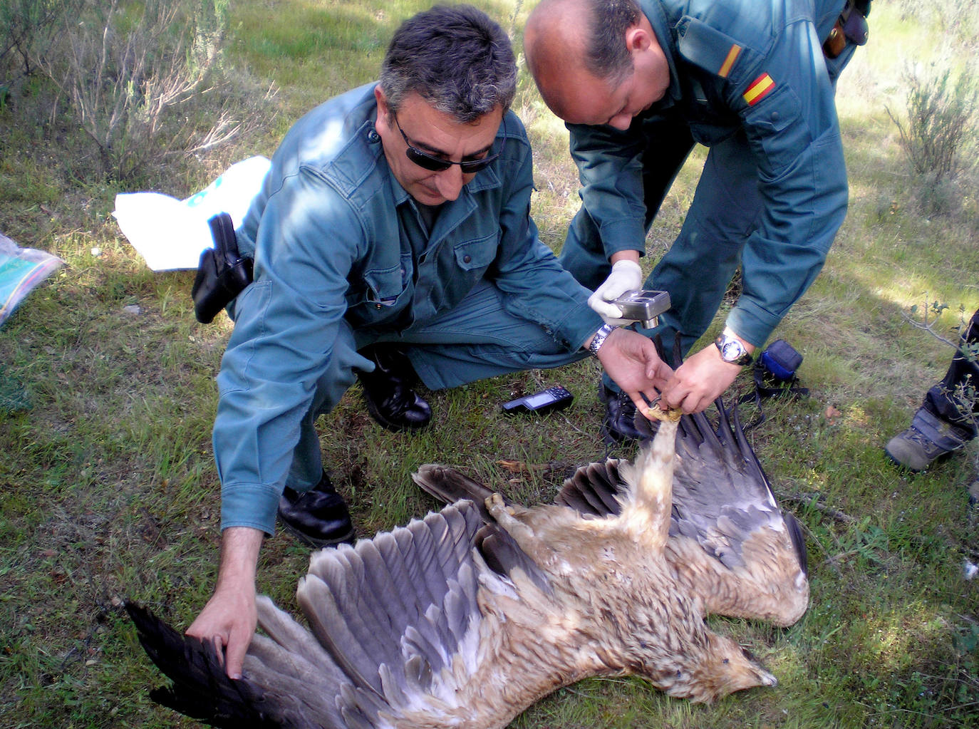 Más de 70 rapaces aparecen muertas por envenenamiento en cotos de Castilla y León en los últimos 12 meses, más de la mitad milanos