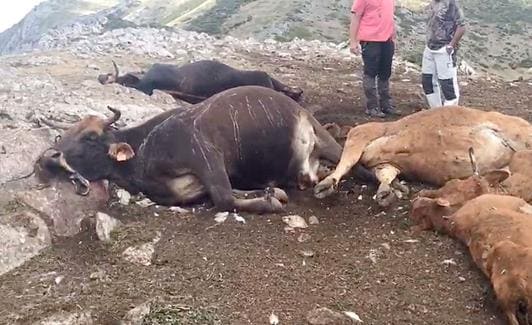 Imagen de una de las vacas calcinadas por el rayo.