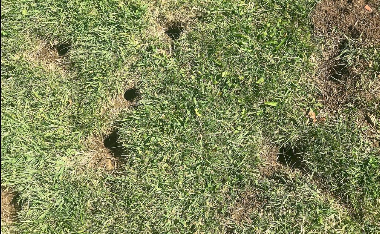 huras de topillo localizadas en San Andrés del Rabenedo.